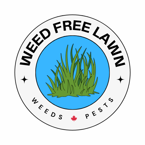 Weed Free Lawn